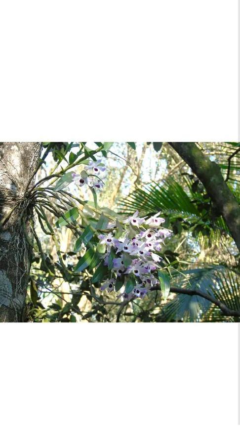 伊瓜苏港Jardin De Naipi 2公寓 外观 照片