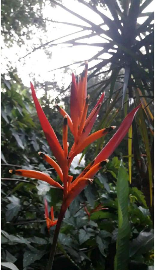 伊瓜苏港Jardin De Naipi 2公寓 外观 照片