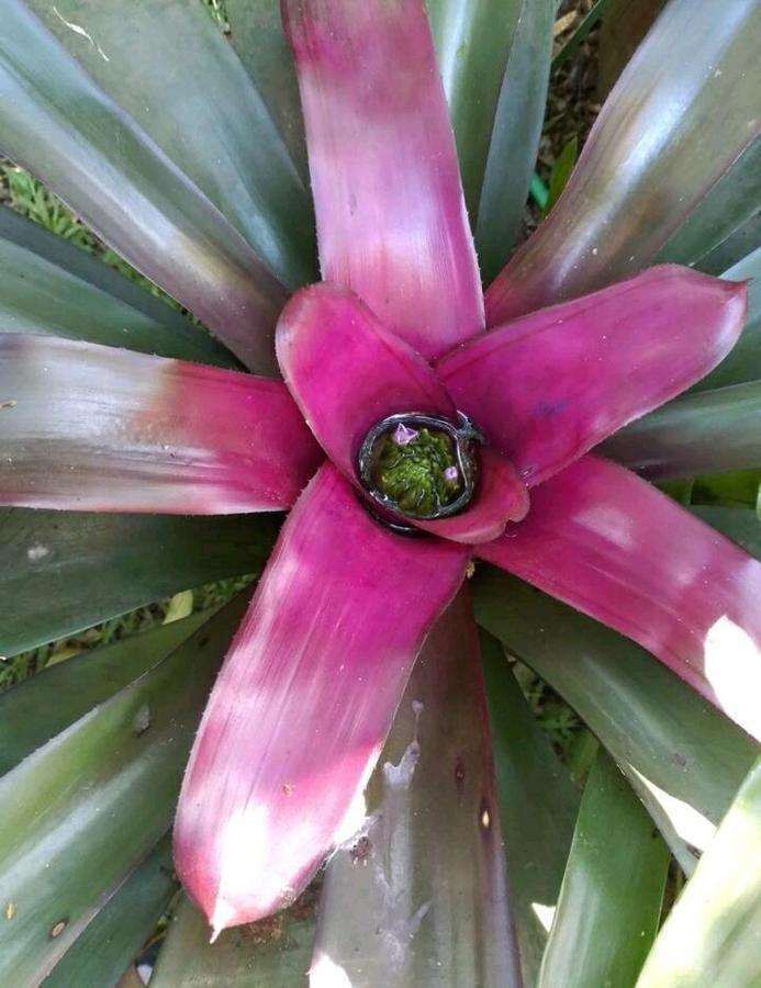 伊瓜苏港Jardin De Naipi 2公寓 外观 照片