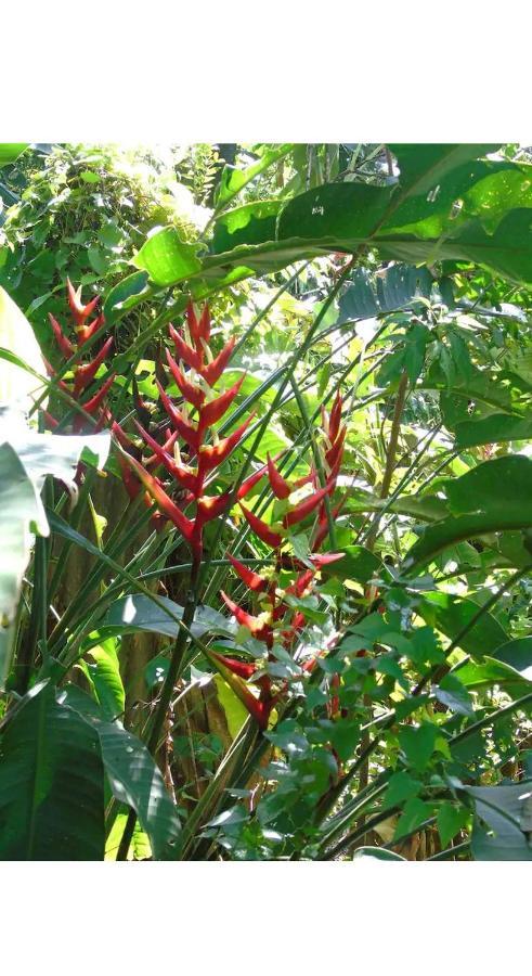 伊瓜苏港Jardin De Naipi 2公寓 外观 照片